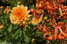 Viburnum x bodnantense will grow in most soils, in sun or partial shade. Orange Flowers For The Autumn Equinox Planting Design Inspiration