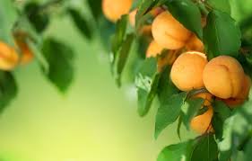 Check out our fruit wallpaper selection for the very best in unique or custom, handmade pieces from our wallpaper shops. Wallpaper Leaves Tree Fruit Fruit Leaves Tree Fruit Apricots Fruits Images For Desktop Section Priroda Download
