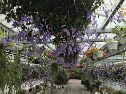 清心憂雅紫色花 plants