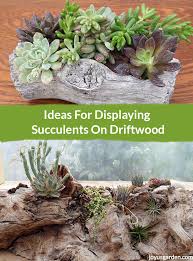 Idea is that no soil should be seen. Ideas For Displaying Succulents On Driftwood Joy Us Garden