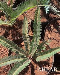 Image result for Encephalartos munchii