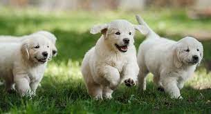 Eager to work and possessing a high amount of energy, the golden retriever carries a look of ready alertness and curiosity at all times. Golden Retriever Puppy Growth And Development