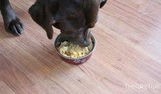 Purina pro plan puppy food. 57 Best Dog Has Diahrea Ideas Homemade Dog Homemade Dog Food Dog Food Recipes