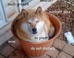 Firebender In The Tardis Doge Meme Shiba Inu Funny Animals