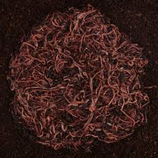 Image result for Red Wigglers