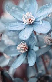 Tons of awesome sky blue backgrounds to download for free. All Beside You Beside Blue Flower Wallpaper Beautiful Flowers Trendy Flowers