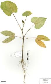 Image result for Stictocardia