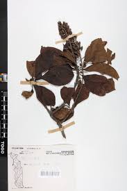 Image result for Hymenodictyon floribundum