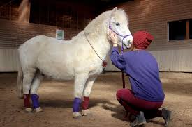 Check spelling or type a new query. Photo De Poney Avec Une Tenue Accordee A Son Cavalier En Violet Et Bordeaux Belle Idee D Outfit Animals Horses Equitation