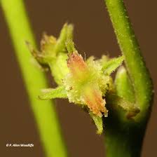 Image result for Diclis ovata
