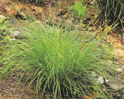 Image result for Carex runssoroensis