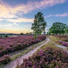 Eine faustregel lautet, dass die lüneburger heide hauptsächlich von anfang august bis anfang september blüht. Fruhe Blute In Der Luneburger Heide Erwartet Reise