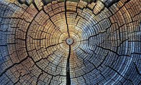 However, it is also used to determine ages of rocks, plants, trees, etc. Researchers Unlock Secrets Of The Past With New International Carbon Dating Standard