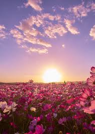 Pin By Vale Navarro On Nature Field Wallpaper Nature Aesthetic Nature Wallpaper
