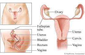 Image result for female sex organ