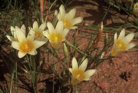 Image result for Romulea camerooniana