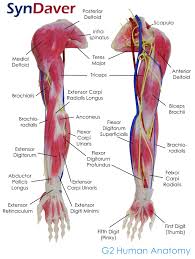Attachments, nerve supply well there are lot of muscles on back and every muscle is. Arm Muscles Anatomy Labeled