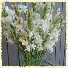 Tuberose Google Search Flowers Flowers Bouquet Flower Candle