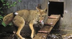 Il faut de temps à autre les changer de place. Comment Proteger Ses Poules Du Renard