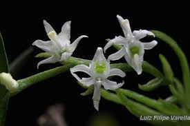 Image result for Orthochilus ruwenzoriensis