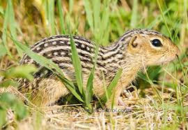 Get Rid Of Squirrels