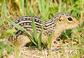 Best kill traps for ground squirrel. Get Rid Of Squirrels