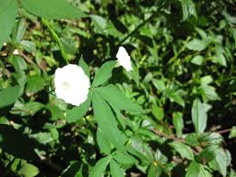 Image result for Merremia quinquefolia