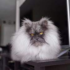 juno angry looking cat in the world who is most handsome too angry cat cats funny cat videos