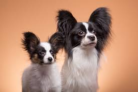 Frau schittenhelm 71263 weil der stadt sunshine butterfly. Papillon Hunde