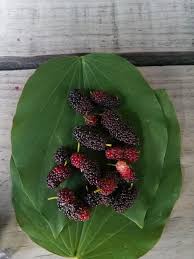 Image result for Morus indica