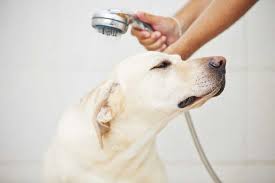 Bathing a dog has gotten a bad rap. Tips For Bathing Your Dog Animal Wellness Magazine