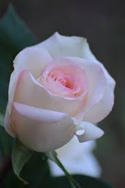 a rose at dawn beautiful roses amazing flowers rose flower