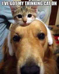 I Ve Got My Thinking Cat On Haha Funny School Study Think Cat Dog Lynnuniversity Cute Animals Funny Animal Pictures Funny Animals