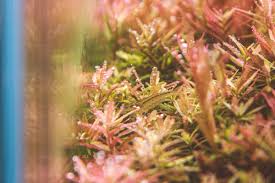 Image result for Rotala submersa