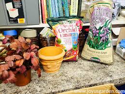 Christmas cacti come by their name honestly. What Causes Christmas Cactus Leaves To Turn Orange