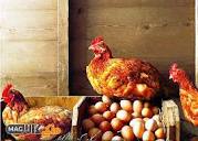 عوامل تأثیرگذار بر کاهش تخم مرغ - ماکی کالا مگ