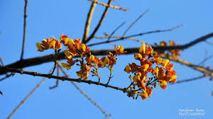 Gmelina arborea is a beautiful fast growing deciduous tree. à¦— à¦® à¦° à¦« à¦² Gmelina Arborea Flowers Bangladesh Crown Jewelry