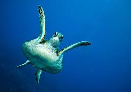 Flying Turtle