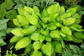 Good drainage is essential and rosemary needs very little water. 9 Best Shade Loving Perennials In Michigan