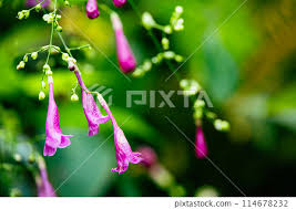 Image result for Strobilanthes hamiltoniana