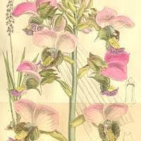 Image result for Eulophia horsfallii