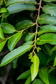 Image result for Maytenus