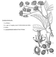 Image result for Toddalia crenulata