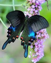 Maybe you would like to learn more about one of these? 1 All Photos Of Butterflies Chinese Peacock Butterfly Papilio Bianor Peacock Butterfly Beautiful Butterflies Moth