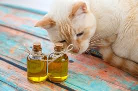 In this animalwised article, we're going to discuss the benefits of olive oil for cats. Olive Oil For Cats Can You Really Give It To Them My Animals