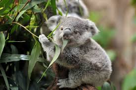 Owning a pet is becoming more expensive in canada, but not because the price of numerous normal pet services like vet visits have increased. Koala Bears As Pets Pet Ponder