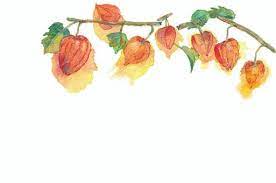 酸漿イラスト｜無料イラスト・フリー素材なら「イラストAC」 さん