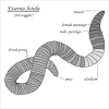 Why do worms commit suicide? w orms coming topside during and after rain used to be explained earthworms breathe by passing oxygen and carbon dioxide through their skin. 1