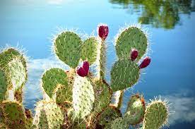 Opuntia humifusa (eastern prickly pear cactus) is listed as potentially threatened in ohio, and we examined the characteristics of o. The New Health Craze Cactus Water Foodtastic