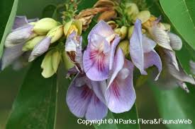 Image result for Clitoria